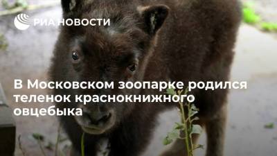 Светлана Акулова - В Московском зоопарке впервые за три года родился теленок краснокнижного овцебыка - ria.ru - Москва