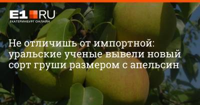 Не отличишь от импортной: уральские ученые вывели новый сорт груши размером с апельсин - e1.ru - Екатеринбург
