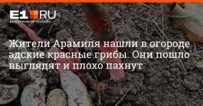 Жители Арамиля нашли в огороде адские красные грибы. Они пошло выглядят и плохо пахнут - e1.ru - Екатеринбург
