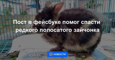 Пост в фейсбуке помог спасти редкого полосатого зайчонка - news.mail.ru