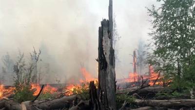 В Мордовском заповеднике удалось сократить площадь горения на 30 гектаров - 1tv.ru - Нижегородская обл.
