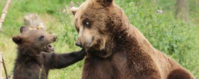 В Костромской области медведица с медвежонком вышла к детям - runews24.ru - Костромская обл. - Kostroma