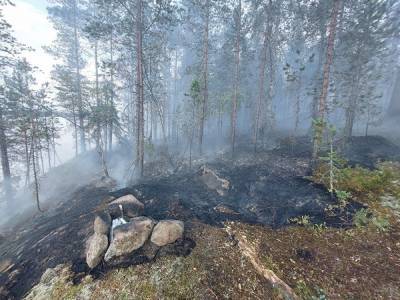 Владимир Путин - Greenpeace: площадь лесных пожаров в России превысила 16 млн гектаров. Это больше территории Греции - znak.com - Россия - Красноярский край - Иркутская обл. - респ. Саха - Хорватия - Португалия - Греция - Словакия