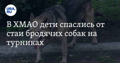 Александр Кулагин - В ХМАО дети спаслись от стаи бродячих собак на турниках. Видео - ura.news - Югра