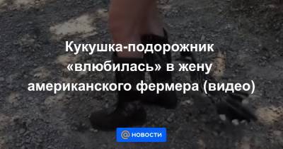 Анна Лысенко - Кукушка-подорожник «влюбилась» в жену американского фермера (видео) - news.mail.ru - Россия