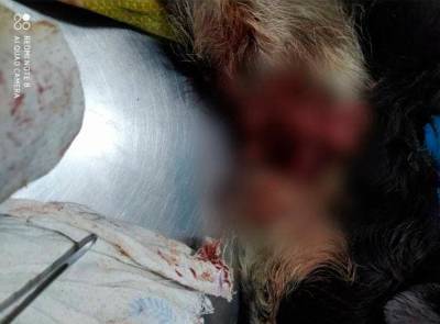 В Ташкенте двое пьяных мужчин пытались зарезать собаку - podrobno.uz - Узбекистан - Ташкент - район Чиланзарский