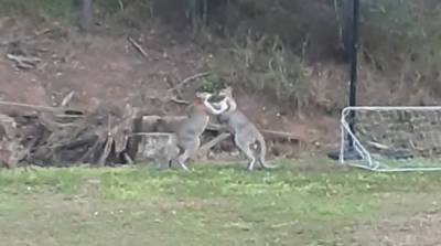 Это Австралия, детка! Мужчина записал на видео схватку двух кенгуру у себя во дворе - belta.by - Австралия - Белоруссия - Брисбен