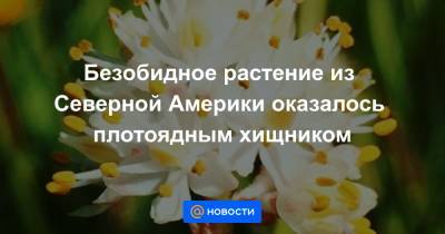 Безобидное растение из Северной Америки оказалось плотоядным хищником - news.mail.ru - Колумбия - Канада