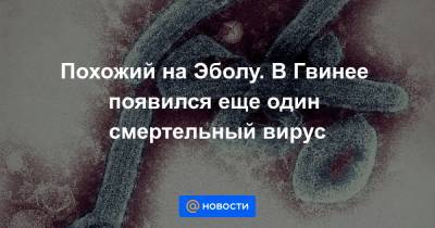 Похожий на Эболу. В Гвинее появился еще один смертельный вирус - news.mail.ru - Германия - Судан - Юар - Конго - Ангола - Либерия - Кения - Уганда - Гвинея - Сьерра Леоне