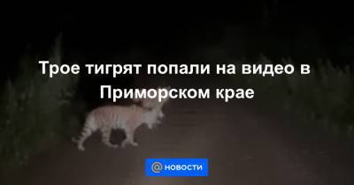 Трое тигрят попали на видео в Приморском крае - news.mail.ru - Россия - Приморье край