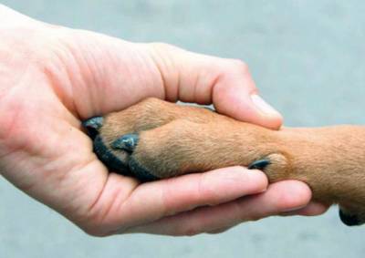 В Выборге объявили сбор помощи для бездомных животных - ivbg.ru - Украина - Выборг