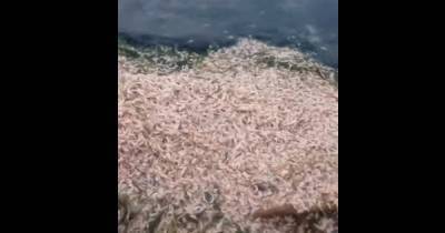 Невыносимое зловоние: пляж под Одессой укрыт тысячами дохлых рыб и креветок (видео) - focus.ua - Украина - Одесса