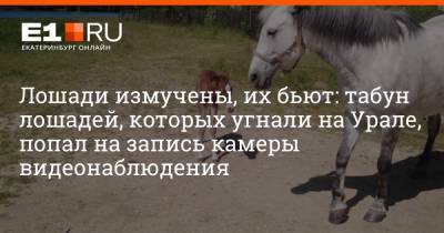 Лошади измучены, их бьют: табун лошадей, которых угнали на Урале, попал на запись камеры видеонаблюдения - e1.ru - Екатеринбург
