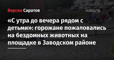 «С утра до вечера рядом с детьми»: горожане пожаловались на бездомных животных на площадке в Заводском районе - nversia.ru - Саратова - район Заводский