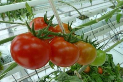 Какие сорта помидоров не нужно пасынковать? - skuke.net