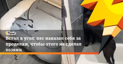Встал в угол: пес наказал себя за проделки, чтобы этого не сделал хозяин - ridus.ru