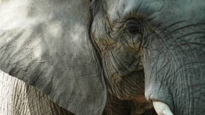 Кочующие слоны выселили 150 тысяч китайцев - crimea.ria.ru - Китай - Крым - Симферополь
