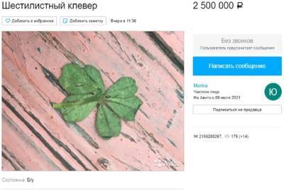 Белгородка выставила на продажу шестилистный клевер за 2,5 млн рублей - mk.ru - Краснодарский край - Московская обл. - Белгород - Липецкая обл.