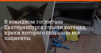 В ковидном госпитале Екатеринбурга спасли котенка, крики которого слышали все пациенты - e1.ru - Екатеринбург