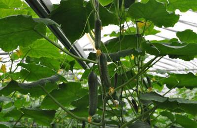 В Одесской области планируют создать тепличный бизнес-кластер - agroportal.ua - Украина - Одесская обл.