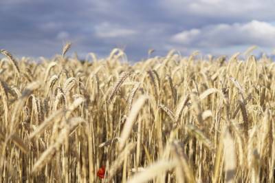 Жатву на Хмельнитчине тормозит погода - agroportal.ua - Украина - Хмельницкая обл.