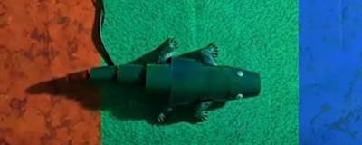 Корейские физики создали робота-хамелеона - runews24.ru - Южная Корея - Сеул