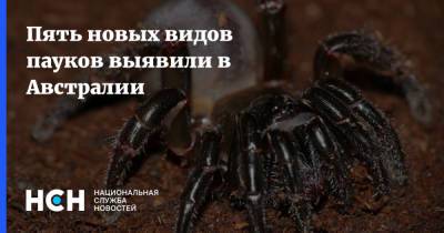 Пять новых видов пауков выявили в Австралии - nsn.fm - Австралия