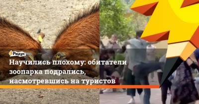 Научились плохому: обитатели зоопарка подрались, насмотревшись на туристов - ridus.ru - Китай