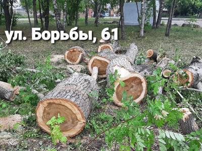 Жители Копейска возмущены вырубкой 100 деревьев в сквере около школы № 49 - znak.com - Копейск