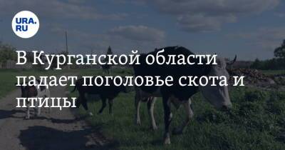 В Курганской области падает поголовье скота и птицы - ura.news - Курганская обл.