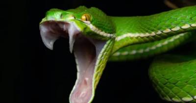 Венец эволюции. Ученые выяснили, как у ядовитых змей появились их знаменитые клыки - focus.ua - Украина