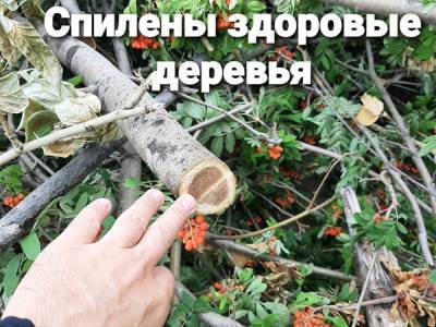 На месте вырубленного сквера в Копейске появится жилой дом - znak.com - Россия - Копейск - Экология