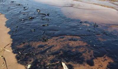 В дельфинарии под Анапой нашли нефтяные пятна после аварии под Новороссийском - newizv.ru - Анапа - Новороссийск