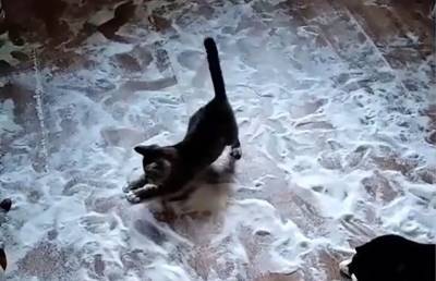 Коты растормошили мешок с 2 кг сахара, разбросали его по полу и играли. И посмотрите, как им интересно! (ВИДЕО) - ont.by - Белоруссия