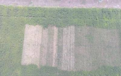 На Херсонщине на поле с кукурузой нашли коноплю - korrespondent.net - Украина - Херсонская обл. - Херсонская Область
