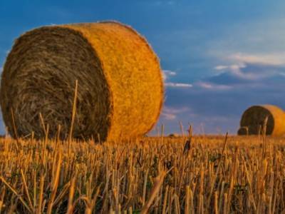 В Башкирии среди вакцинировавшихся от коронавируса разыграют в лотерею сено - rosbalt.ru - Россия - Башкирия - Петропавловск