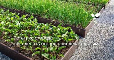 Эстетика огорода — как сделать огород привлекательным - skuke.net