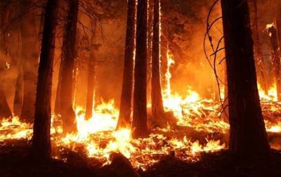 Абдельмаджид Теббун - В Алжире лесные пожары унесли уже 65 жизней - korrespondent.net - Украина - Греция - Алжир - Алжирская Народная Демократическая Республика - Алжир