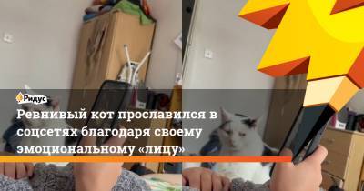 Ревнивый кот прославился в соцсетях благодаря своему эмоциональному «лицу» - ridus.ru