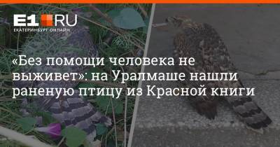 «Без помощи человека не выживет»: на Уралмаше нашли раненую птицу из Красной книги - e1.ru - Екатеринбург - Свердловская обл. - Баку