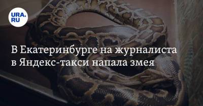 В Екатеринбурге на журналиста в Яндекс-такси напала змея - ura.news - Екатеринбург