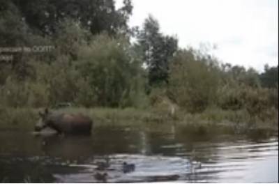Купающийся с утками лось попал на камеры в заказнике под Красноярском - kras.mk.ru - Красноярский край - Красноярск