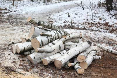Двух жителей Удмуртии осудили за незаконную рубку леса - gorodglazov.com - респ. Удмуртия - район Ярский