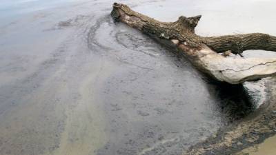В уникальном дельфинарии забили тревогу из-за нефтеразлива в Новороссийске - 5-tv.ru - Россия - Анапа - Краснодарский край - Новороссийск - Норильск