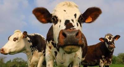 Курьез: в Карпатах в бассейн к отдыхающим неожиданно прыгнула корова. ФОТО - enovosty.com
