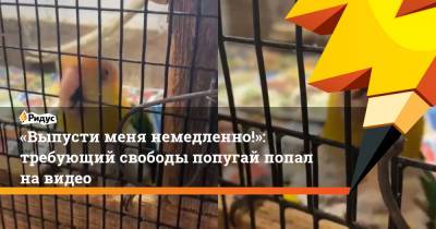 «Выпусти меня немедленно!»: требующий свободы попугай попал на видео - ridus.ru