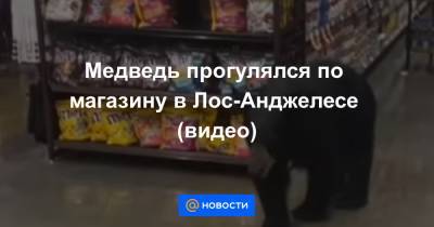 Медведь прогулялся по магазину в Лос-Анджелесе (видео) - news.mail.ru - Лос-Анджелес - шт. Калифорния