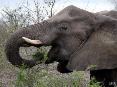 Слоны идут на юг. В Китае эвакуировали более 150 тыс. человек с пути знаменитого стада блуждающих слонов. - gordonua.com - Китай - Украина