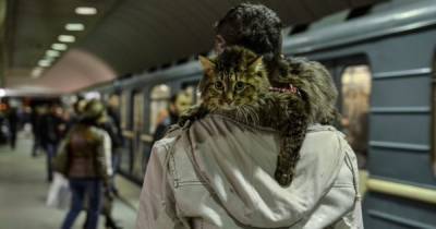Наталья Макогон - В киевском метро потерялся котенок: спасатели ищут уже несколько дней - focus.ua - Украина