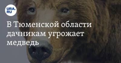 В Тюменской области дачникам угрожает медведь - ura.news - Тюмень - Тюменская обл. - район Нижнетавдинский